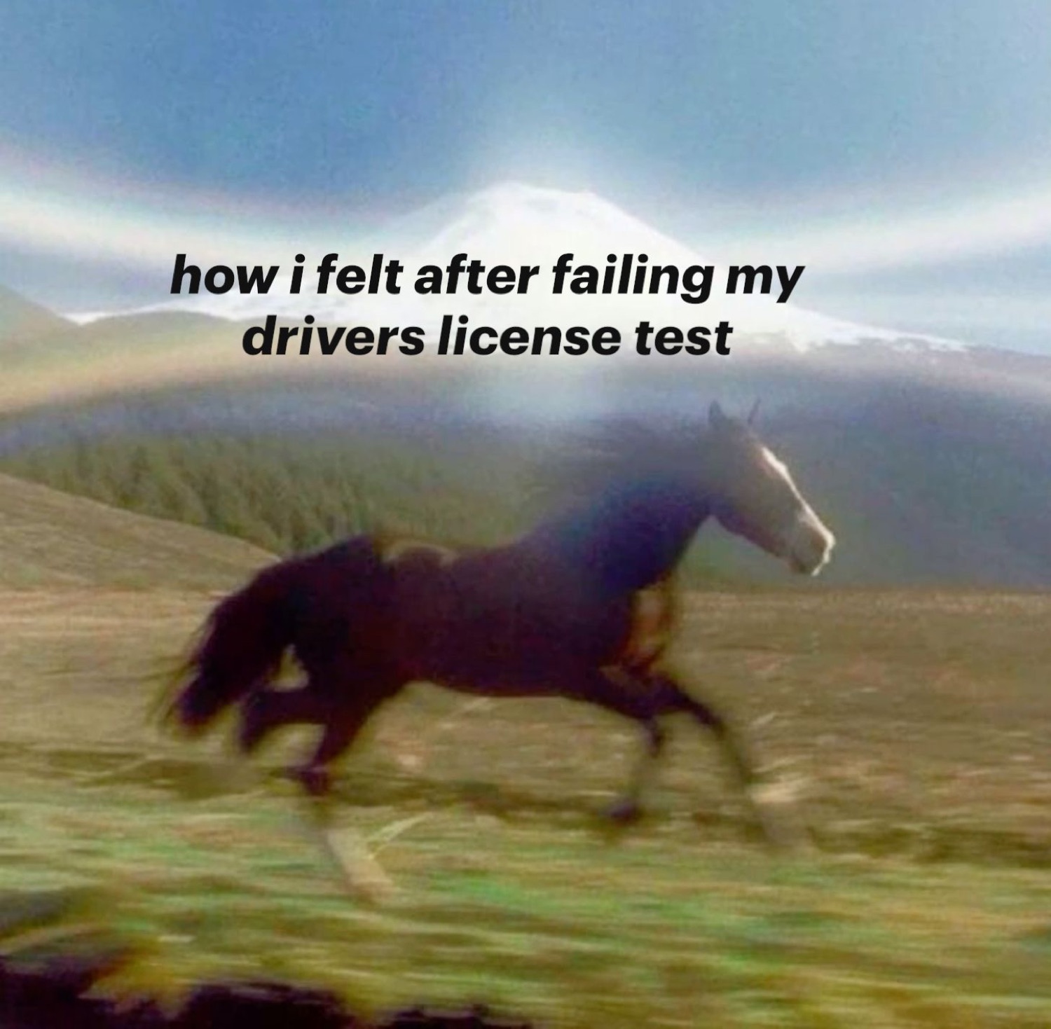 Horse galloping across a field: 'how i felt after failing my drivers license test'