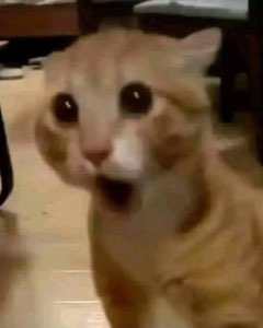Wide-eyed orange cat with mouth agape looking utterly startled
