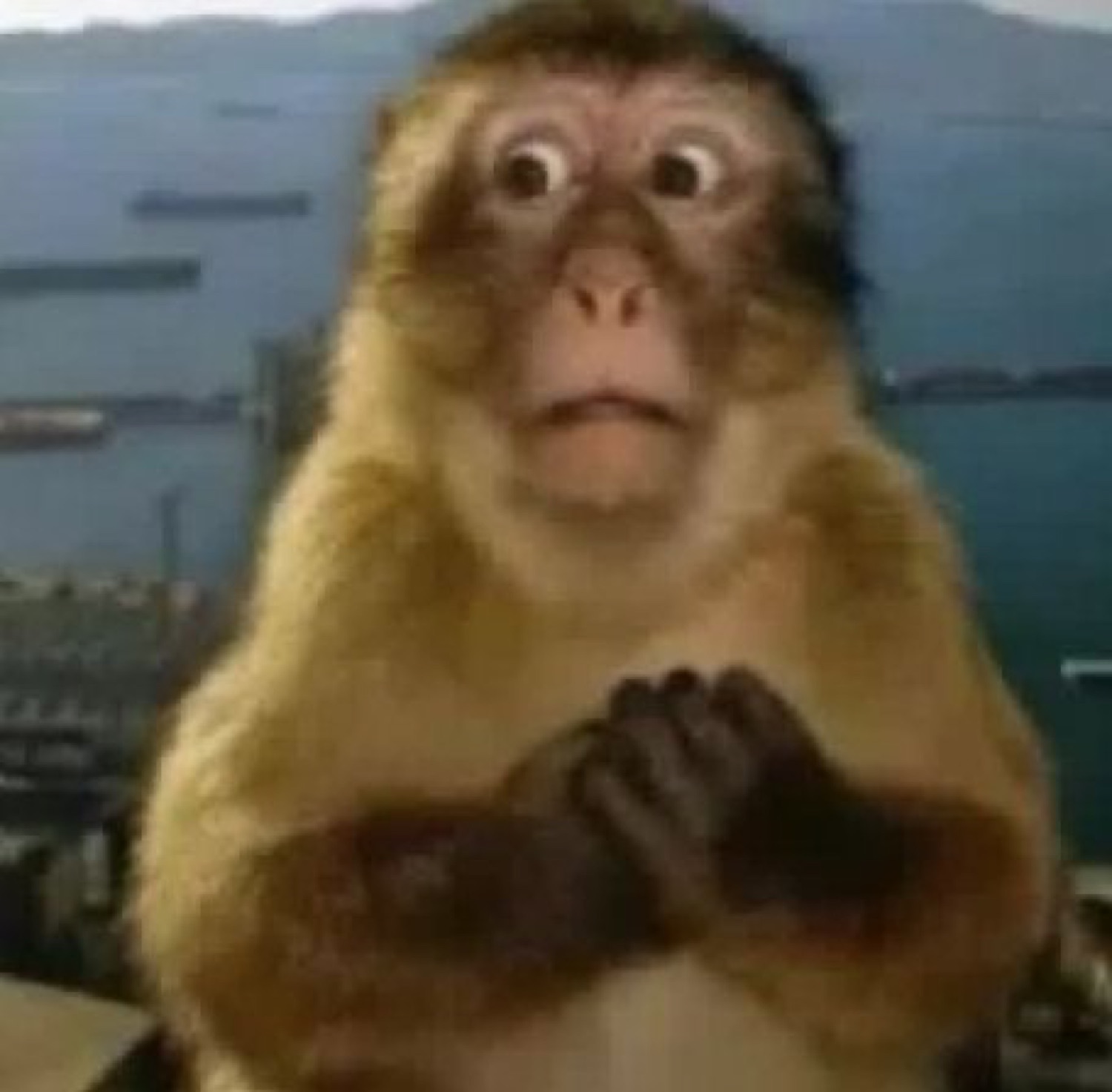 Wide-eyed monkey clutching its paws with a startled, horrified stare