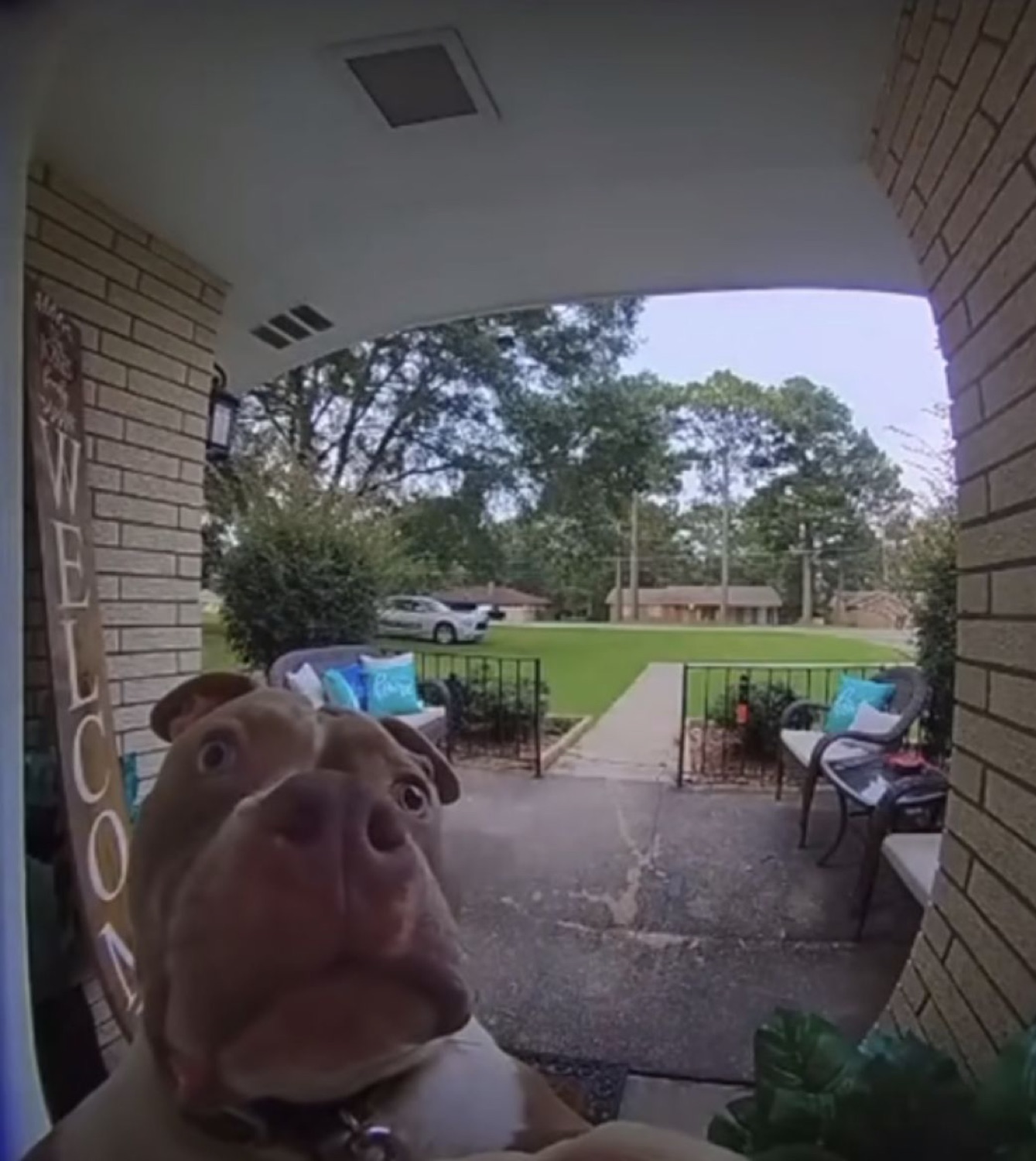 Bulldog peering up into a doorbell camera on a porch
