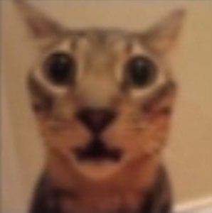 Blurry cat with wide eyes and dropped jaw in total shock