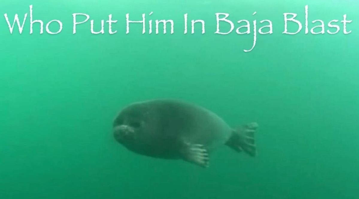 seal in baja blast