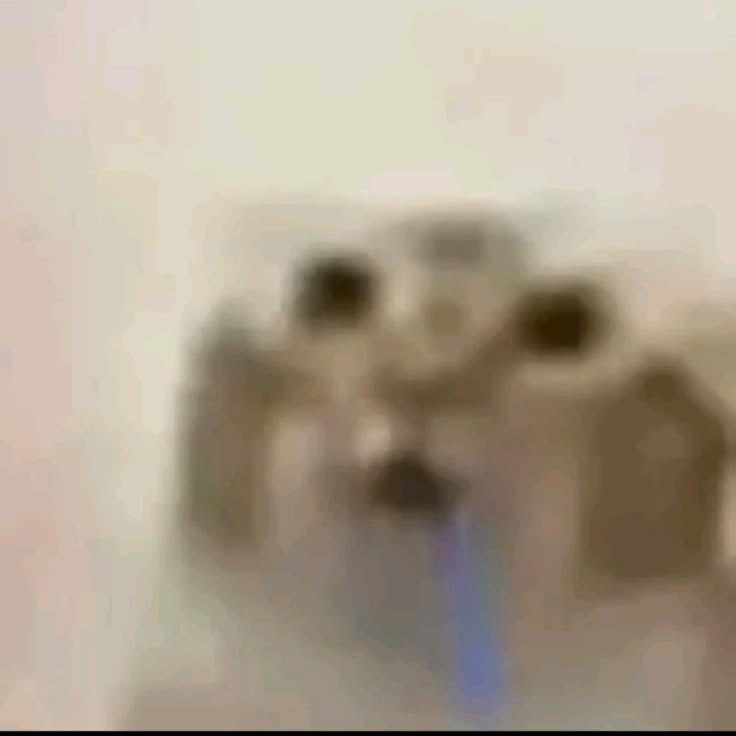 cat drooling
