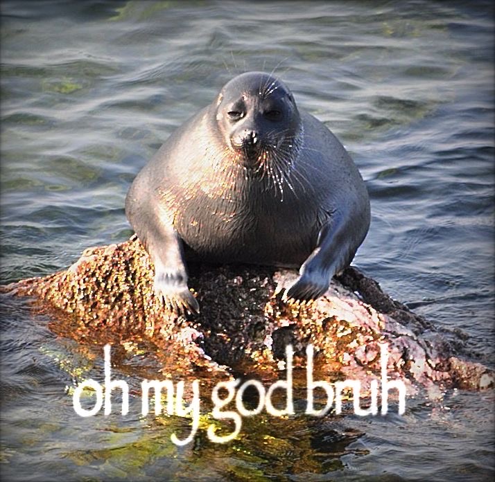 seal saying oh my god bruh