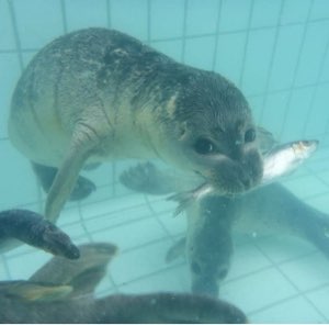 seal angry