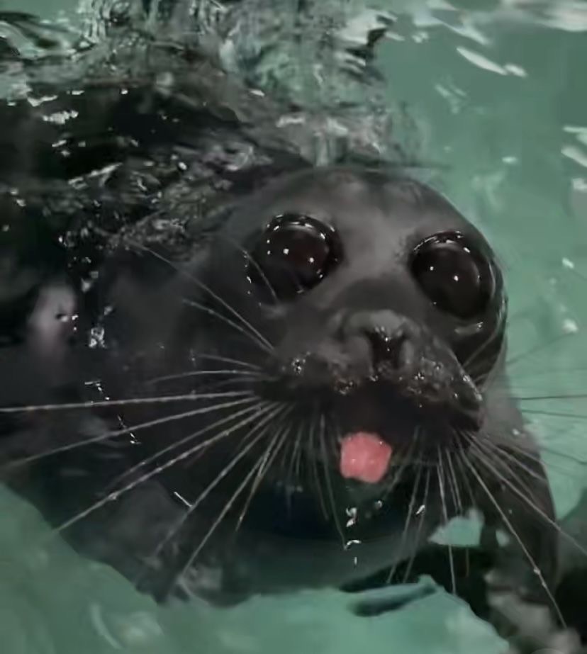 seal with big eyes sticking it’s tongue out