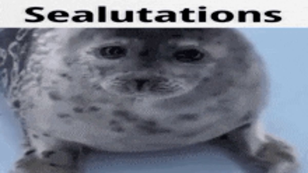 seal saying hello