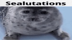 seal saying hello