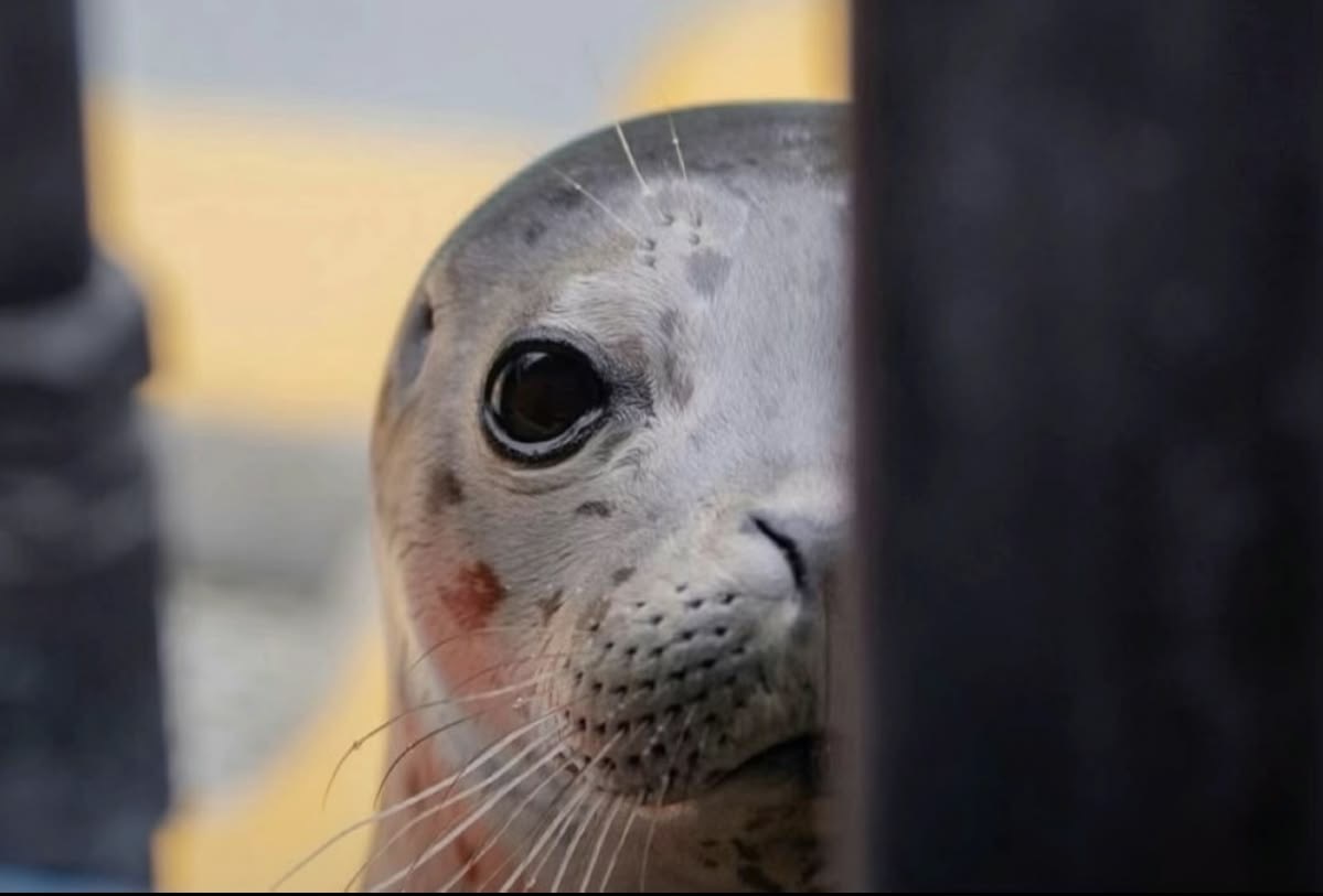 mad seal