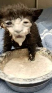 Tiny wet black kitten sitting in a bowl looking absolutely done with everything