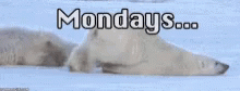 Polar bears lying flat on their bellies in the snow, "Mondays..."