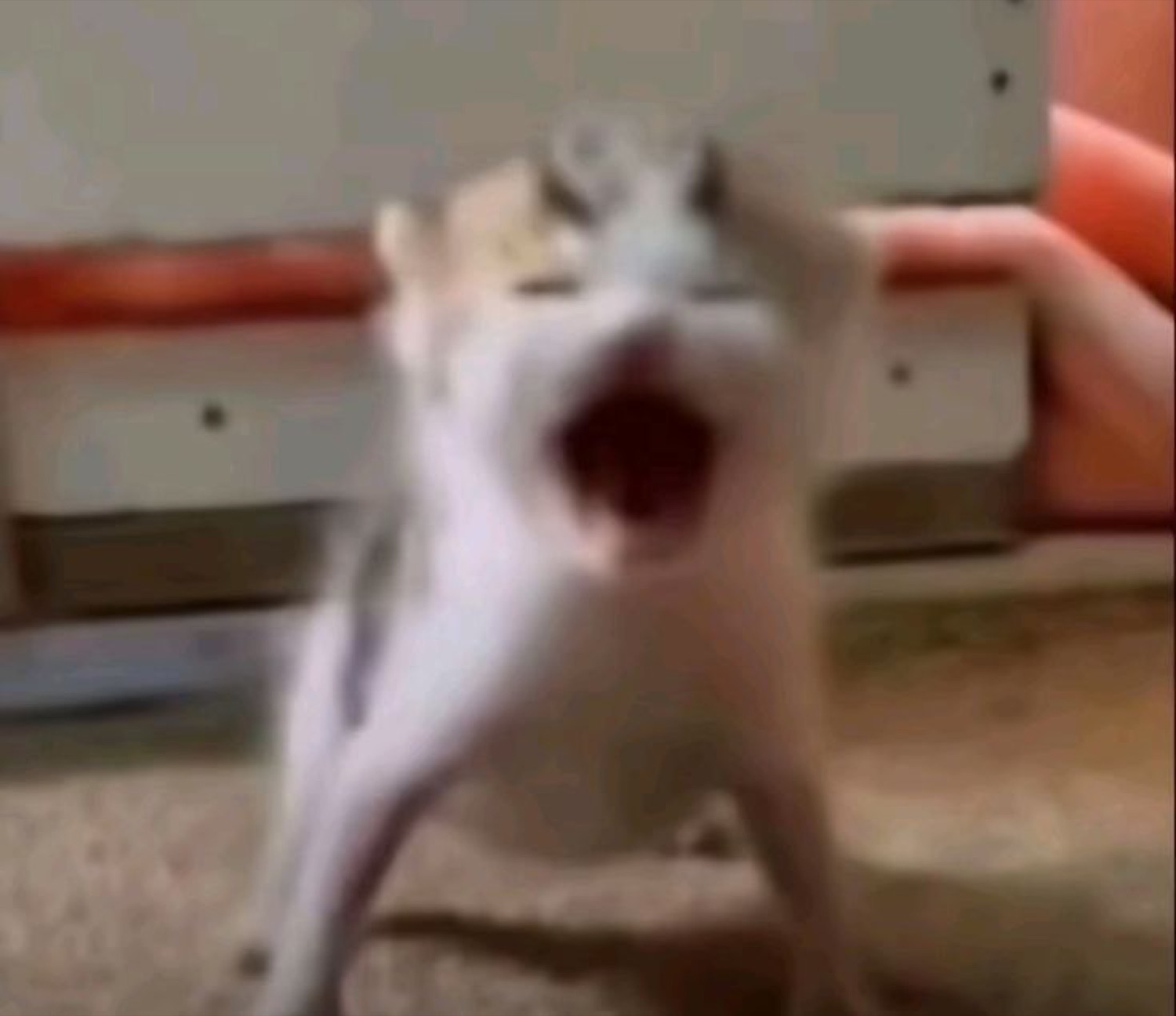 Blurry white cat standing on hind legs mid-scream with its mouth wide open