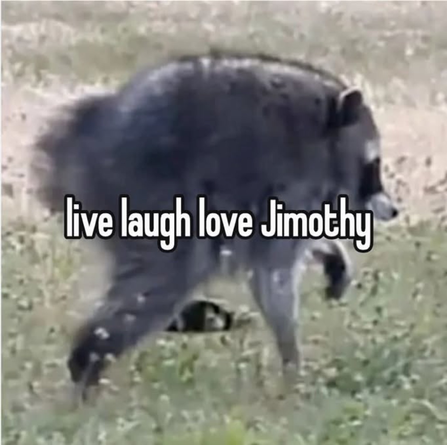 Jimothy the raccoon scurrying through grass under 'live laugh love Jimothy'