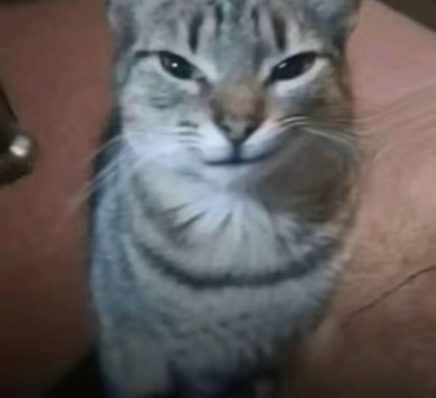 Grey tabby cat with a sly little smirk staring at the camera