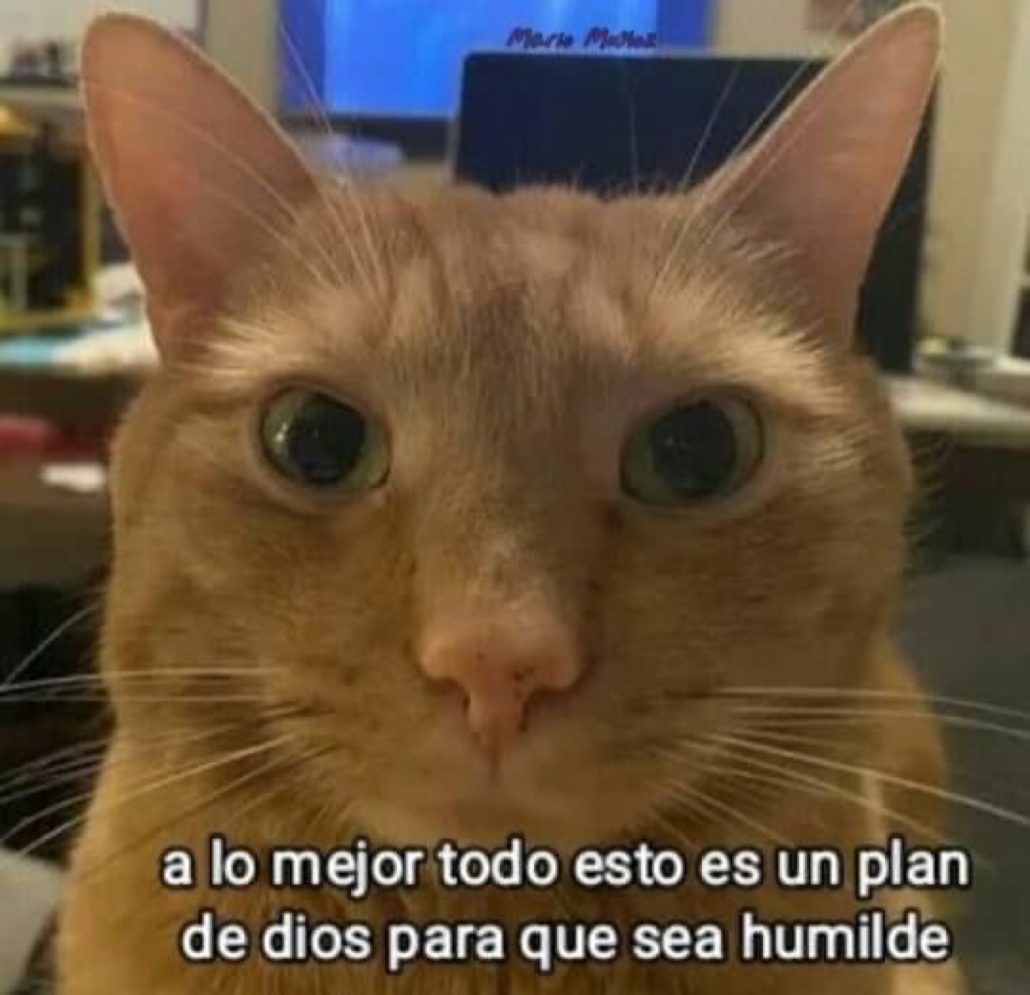 Orange tabby cat staring intensely into the camera with a philosophical caption about God's plan