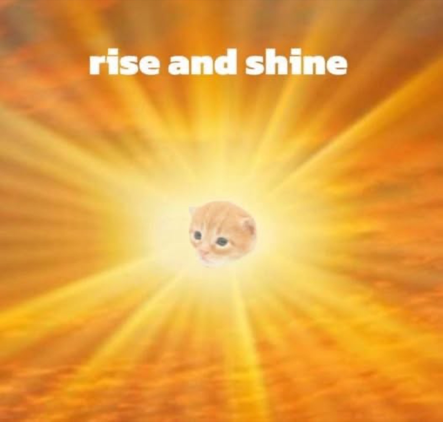 Tiny cat face in a bright sunburst: 'rise and shine'