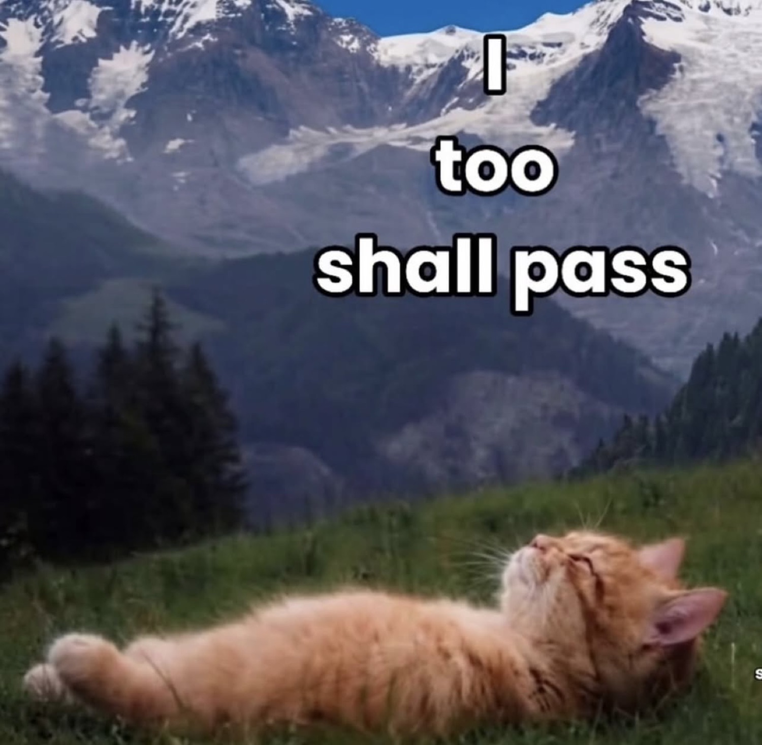 Cat lounging in a mountain meadow: 'I too shall pass'