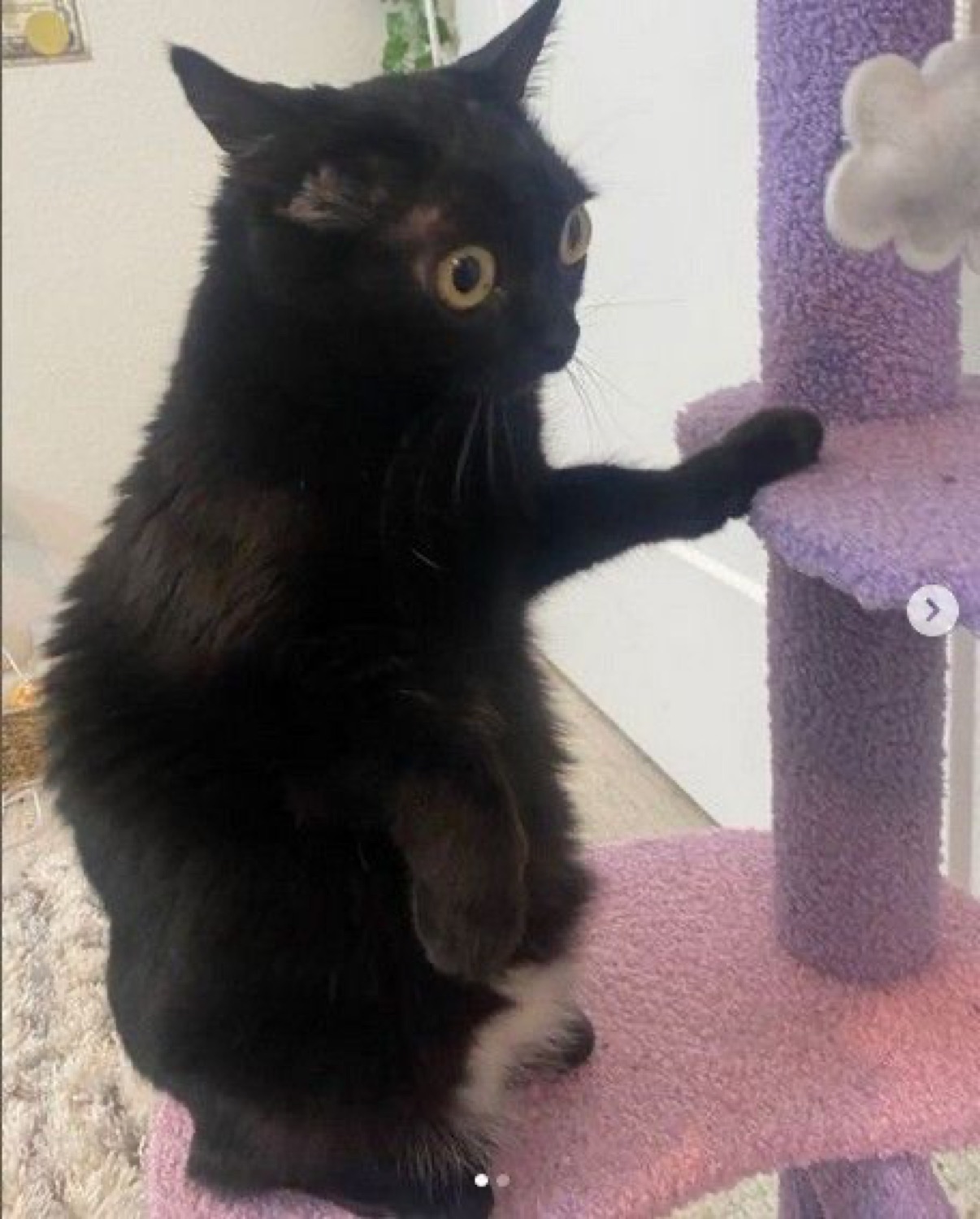 Black cat frozen mid-scratch on a cat tree with wide, guilty-looking eyes