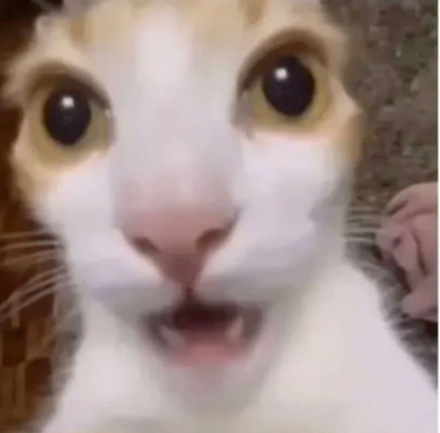 Calico cat filmed super close with huge shocked eyes and a slightly open mouth