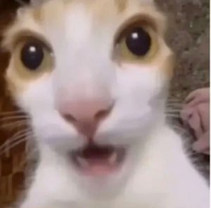 Calico cat filmed super close with huge shocked eyes and a slightly open mouth