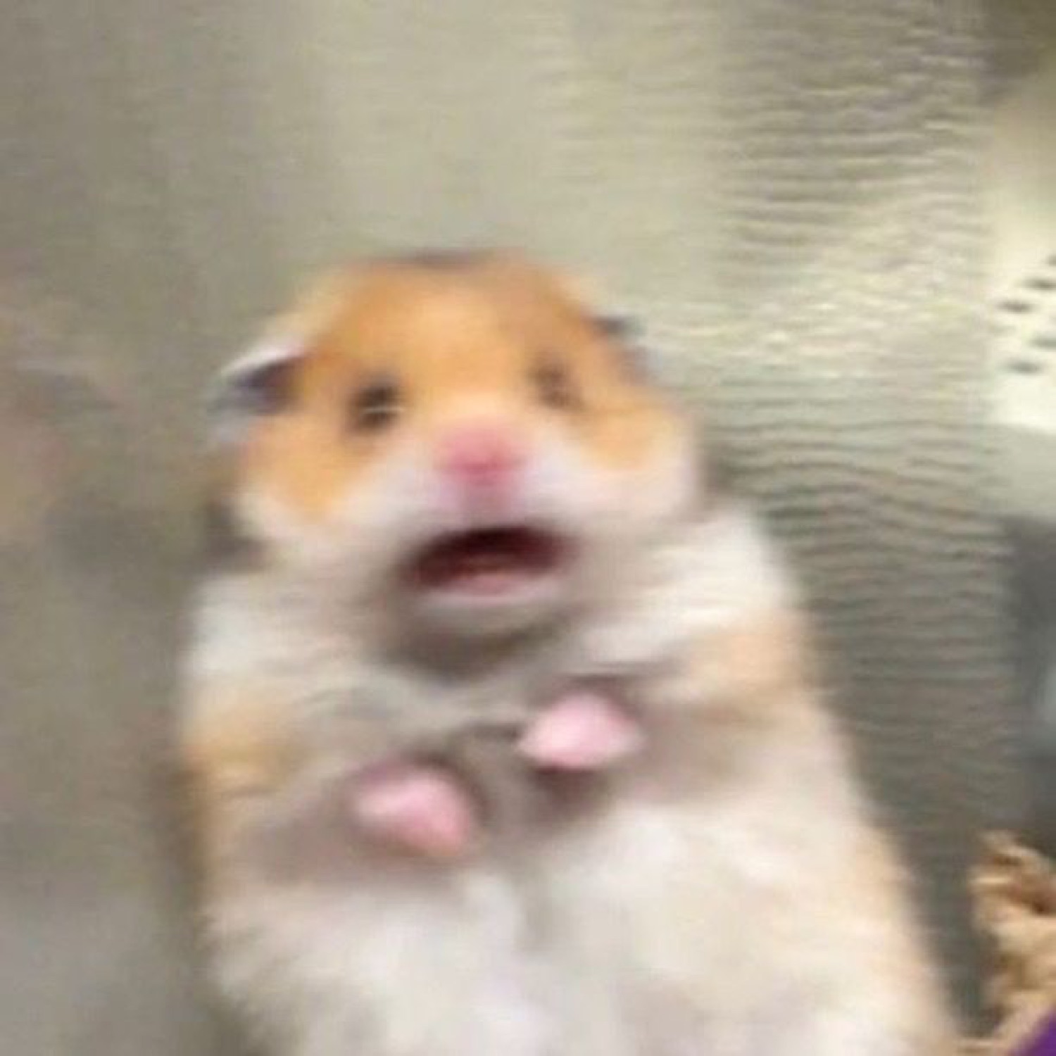 Hamster standing upright with mouth open, absolutely horrified at what it just saw