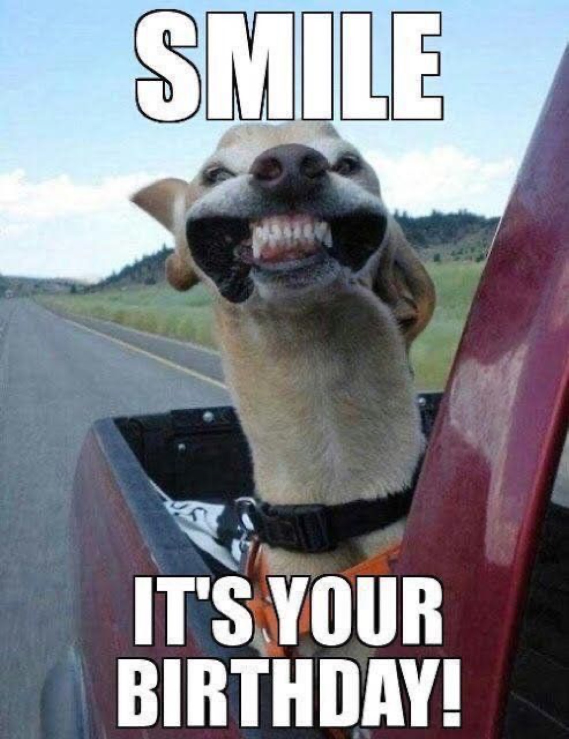 Greyhound grinning wide out of a truck window: 'SMILE / IT'S YOUR BIRTHDAY!'