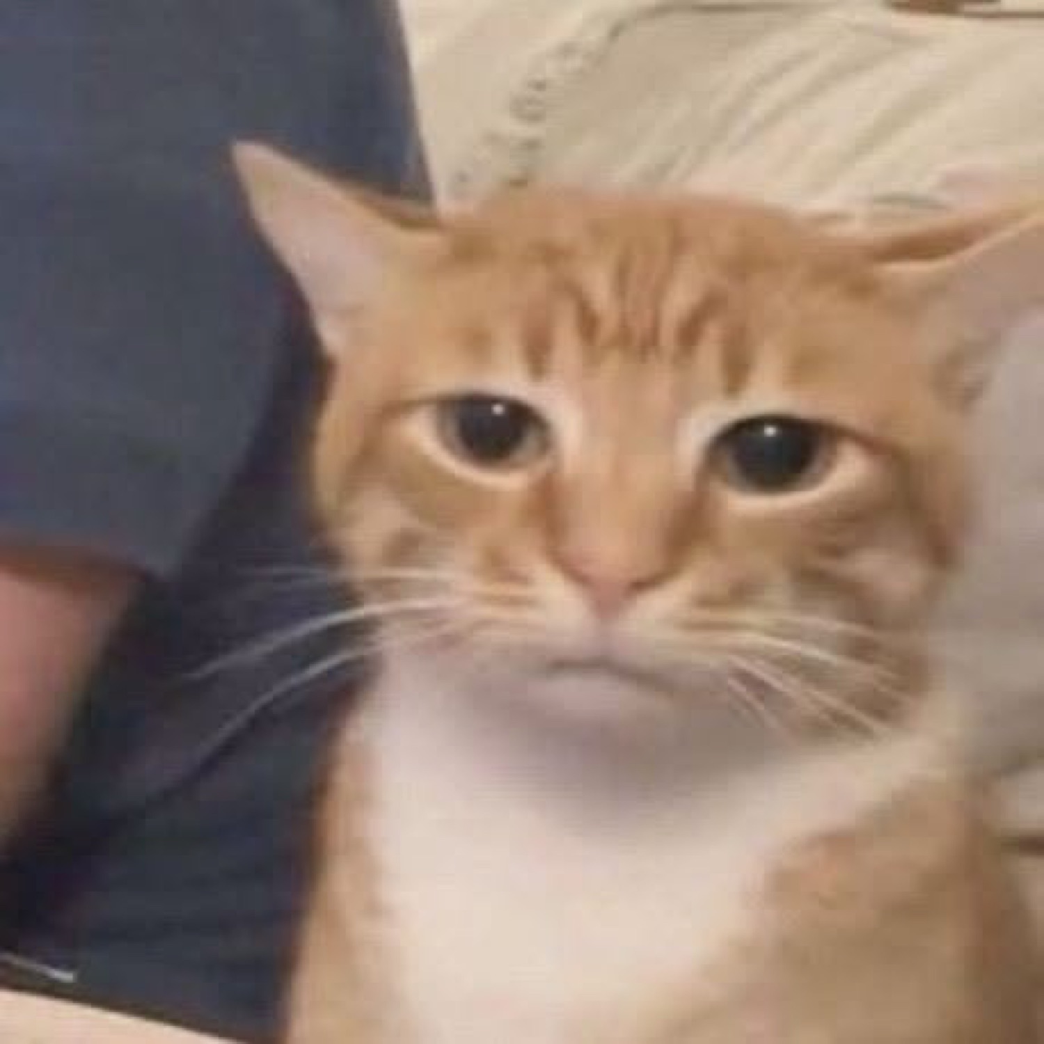 Orange tabby staring at the camera with a tired, done-with-it expression