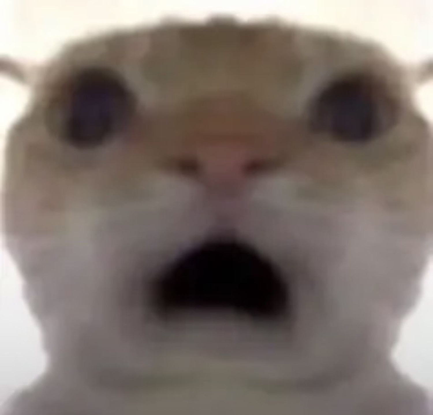 Blurry close-up of a cat with its mouth hanging open in shock