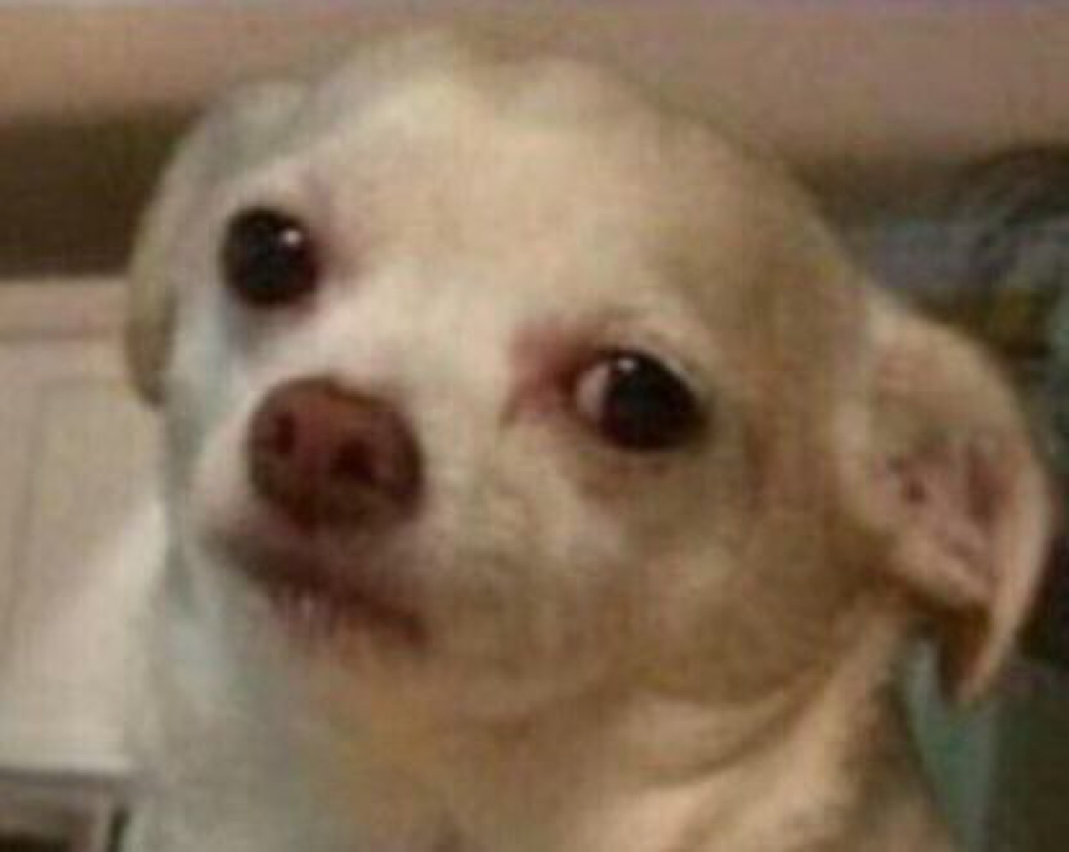 Pale Chihuahua staring dead into your soul with maximum side-eye energy