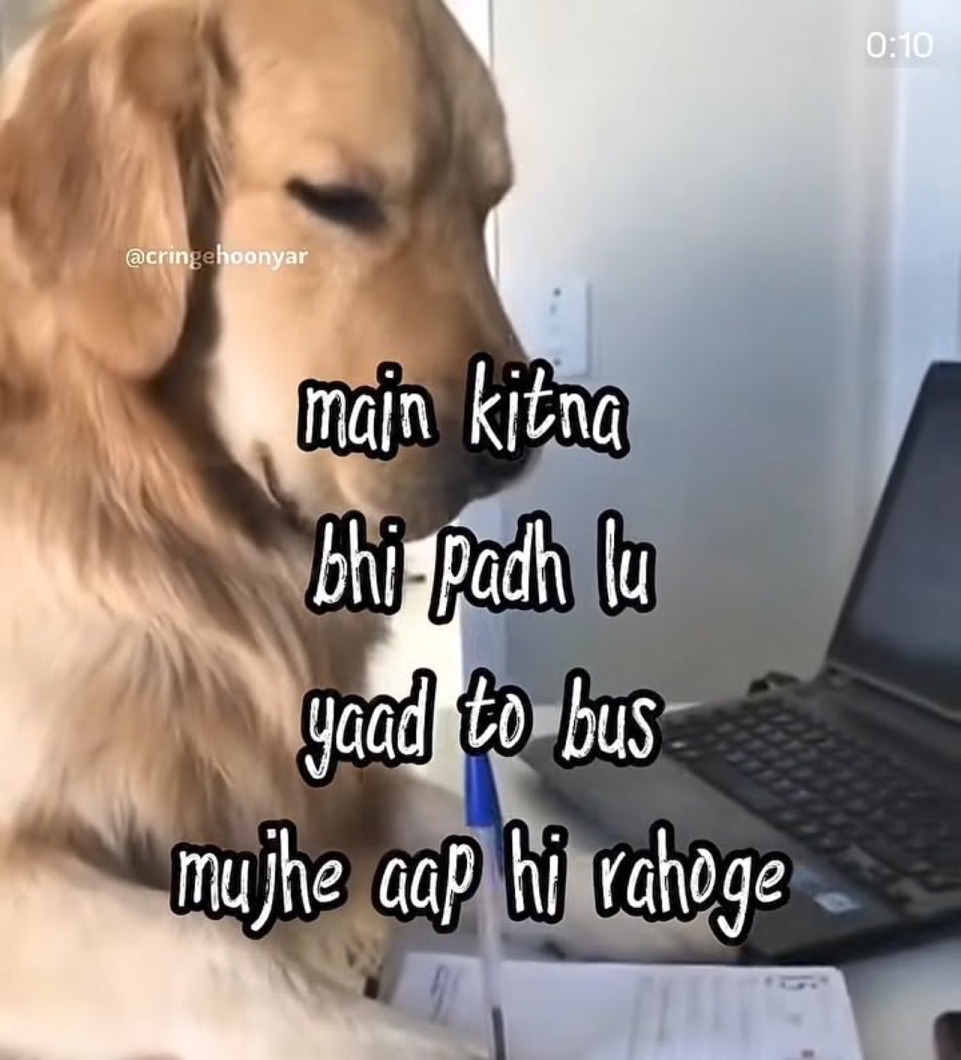 Golden retriever at a laptop: 'main kitna bhi padh lu yaad to bus mujhe aap hi rahoge' (however much I study, I'll only remember you)