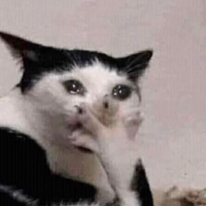 A black-and-white cat with a hand near its mouth and teary eyes looking like it's about to cry