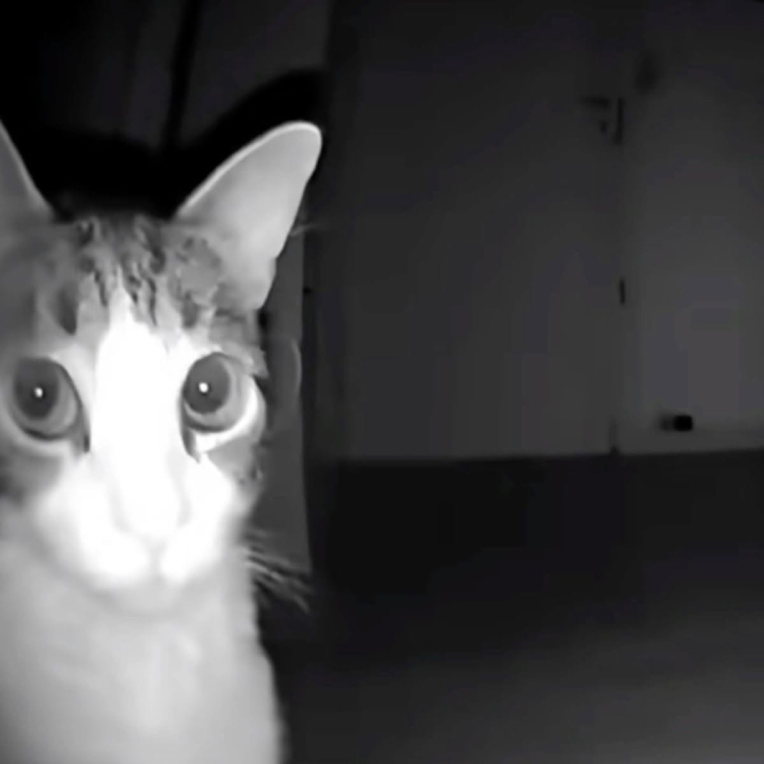 Wide-eyed cat caught in a night-vision shot staring dead into the camera