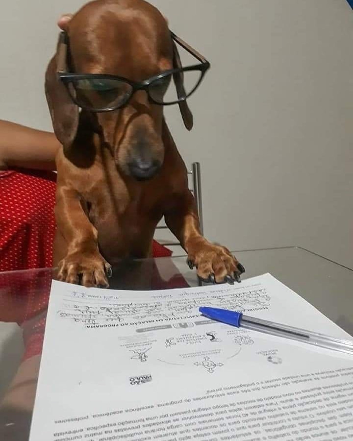Dachshund in glasses at a desk with a worksheet and pen