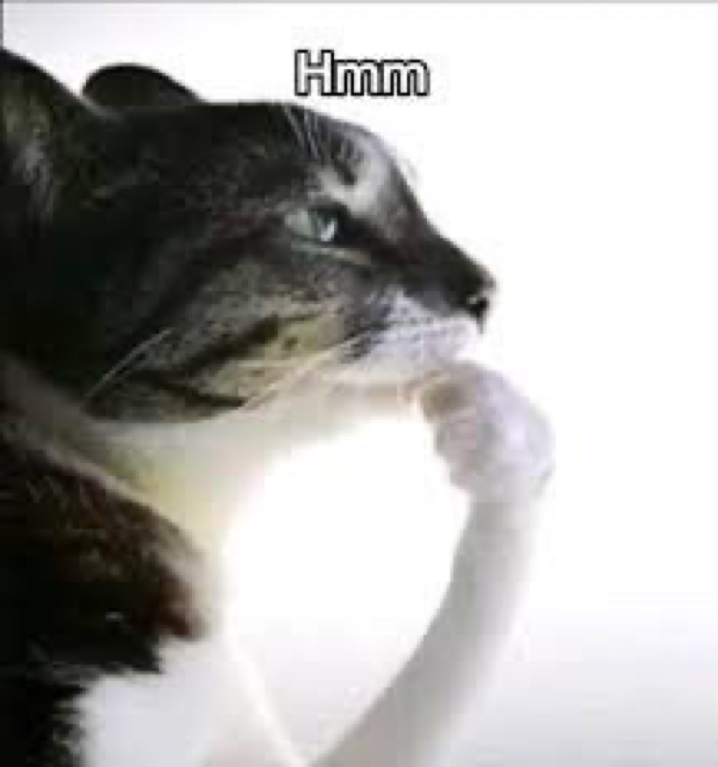 Cat in profile touching its paw to its chin captioned 'Hmm' like it's pondering