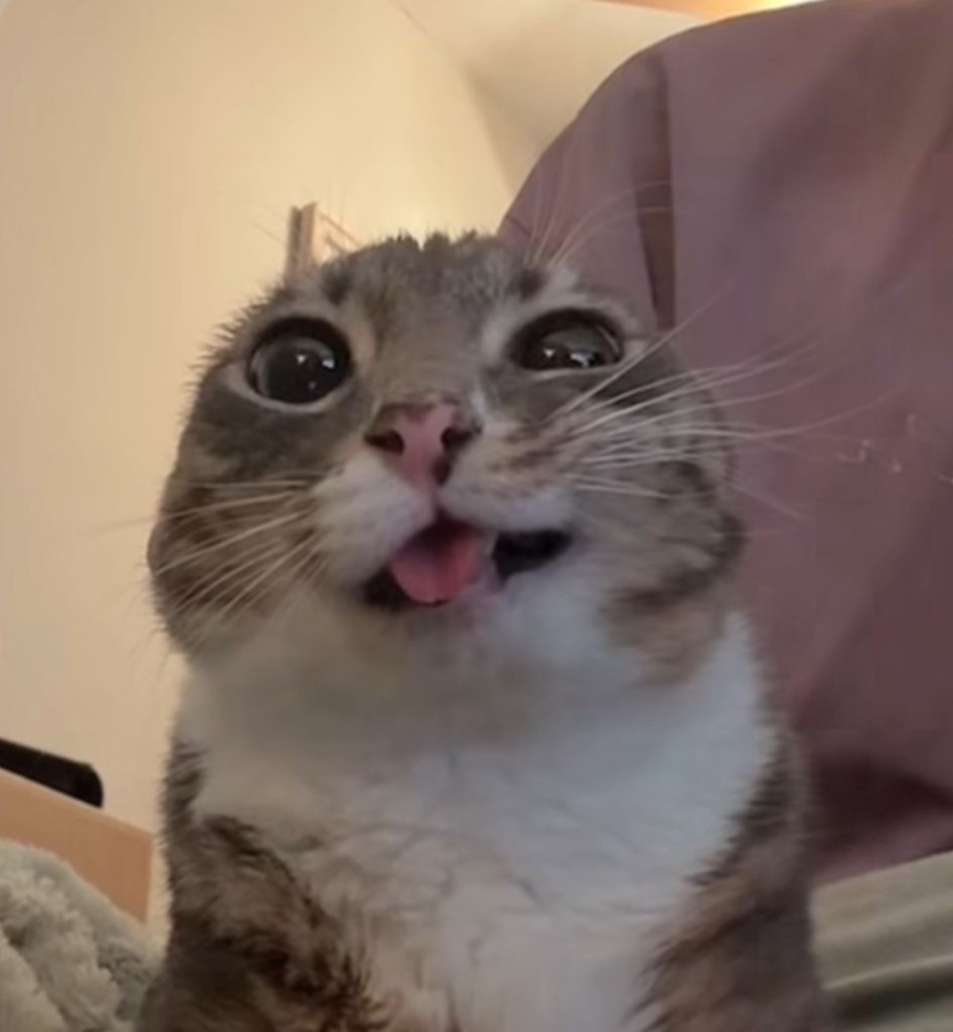 Wide-eyed cat with its tongue poking out mid derpy expression