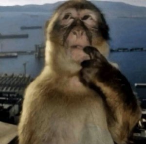 Monkey on a hilltop resting a hand on its chin with a smug, scheming look