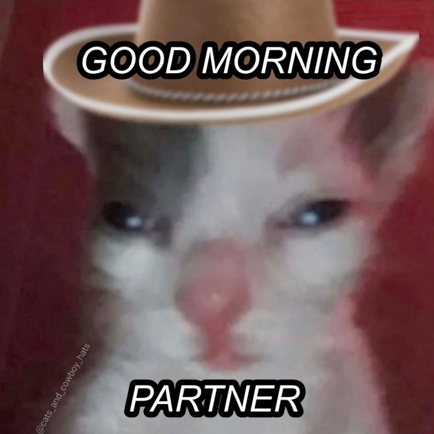 Squinting cat in a cowboy hat: 'GOOD MORNING PARTNER'