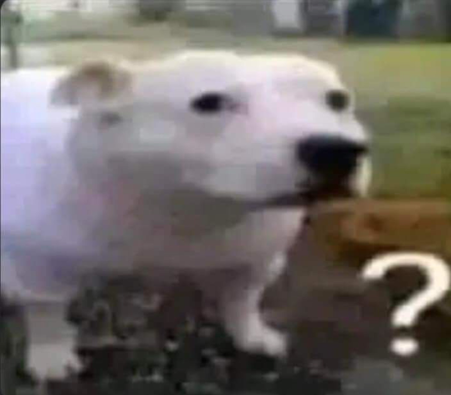 White polar-bear-looking dog tilting its head with a thoroughly puzzled stare