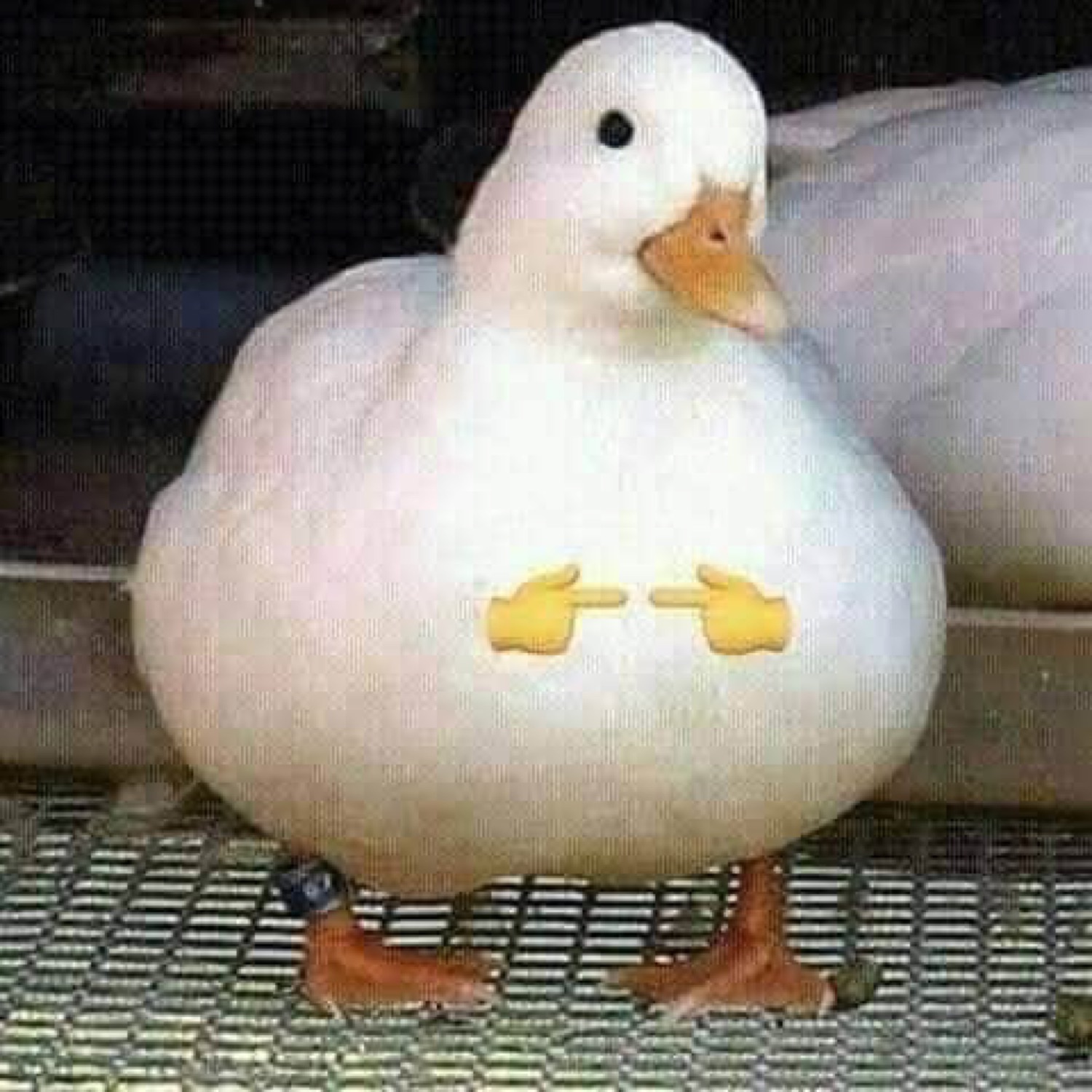 Round white duck with middle-finger emojis on its chest flipping you off