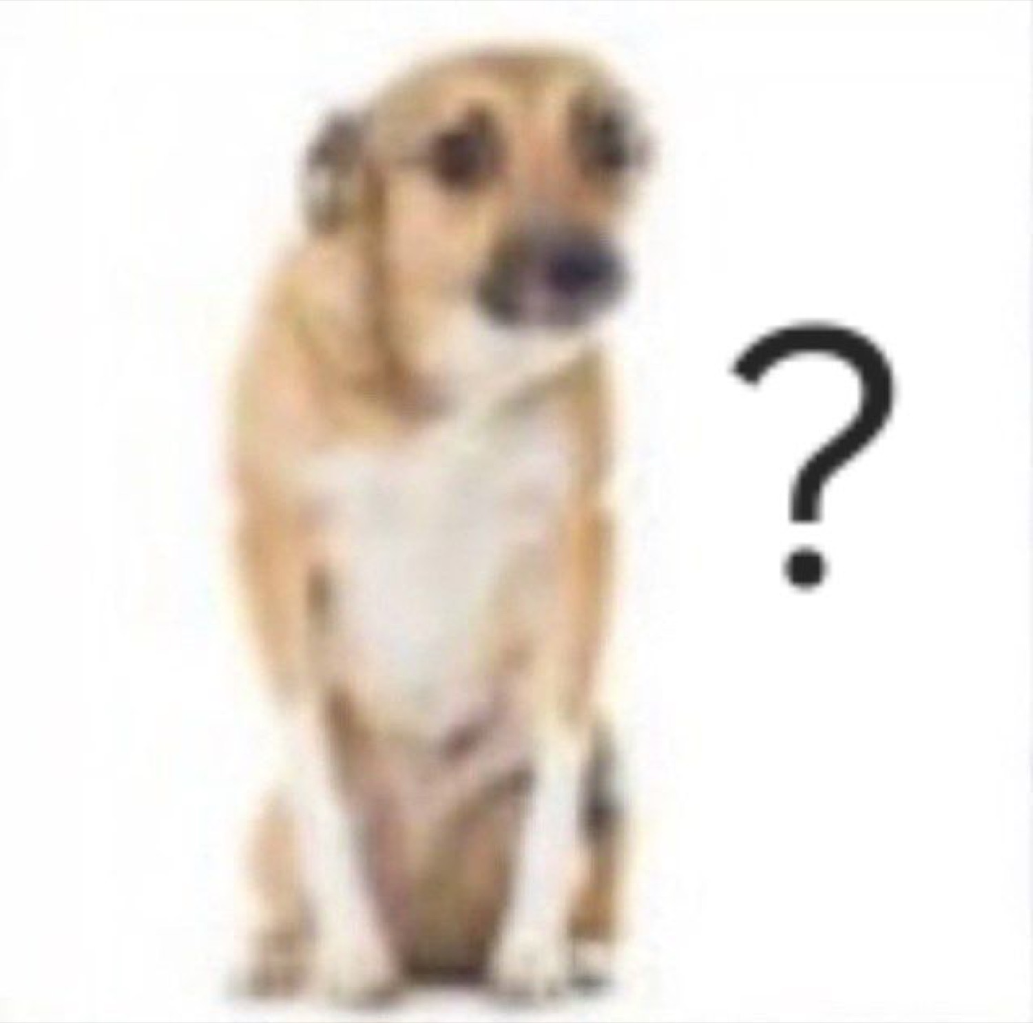 Small tan dog sitting upright with a tilted head and a question mark beside it