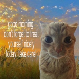 Cat in a golden field: 'good morning, don't forget to treat yourself nicely today. take care!'
