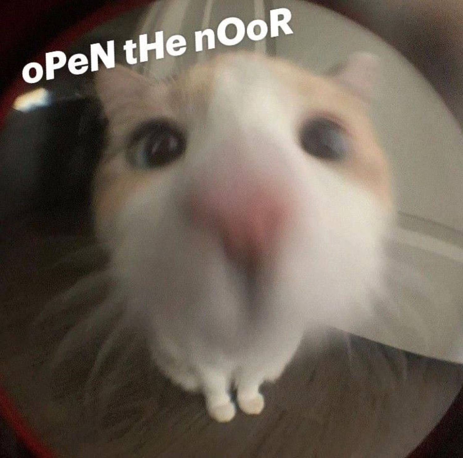 Hamster's face pressed into a fisheye peephole under 'oPeN tHe nOoR'