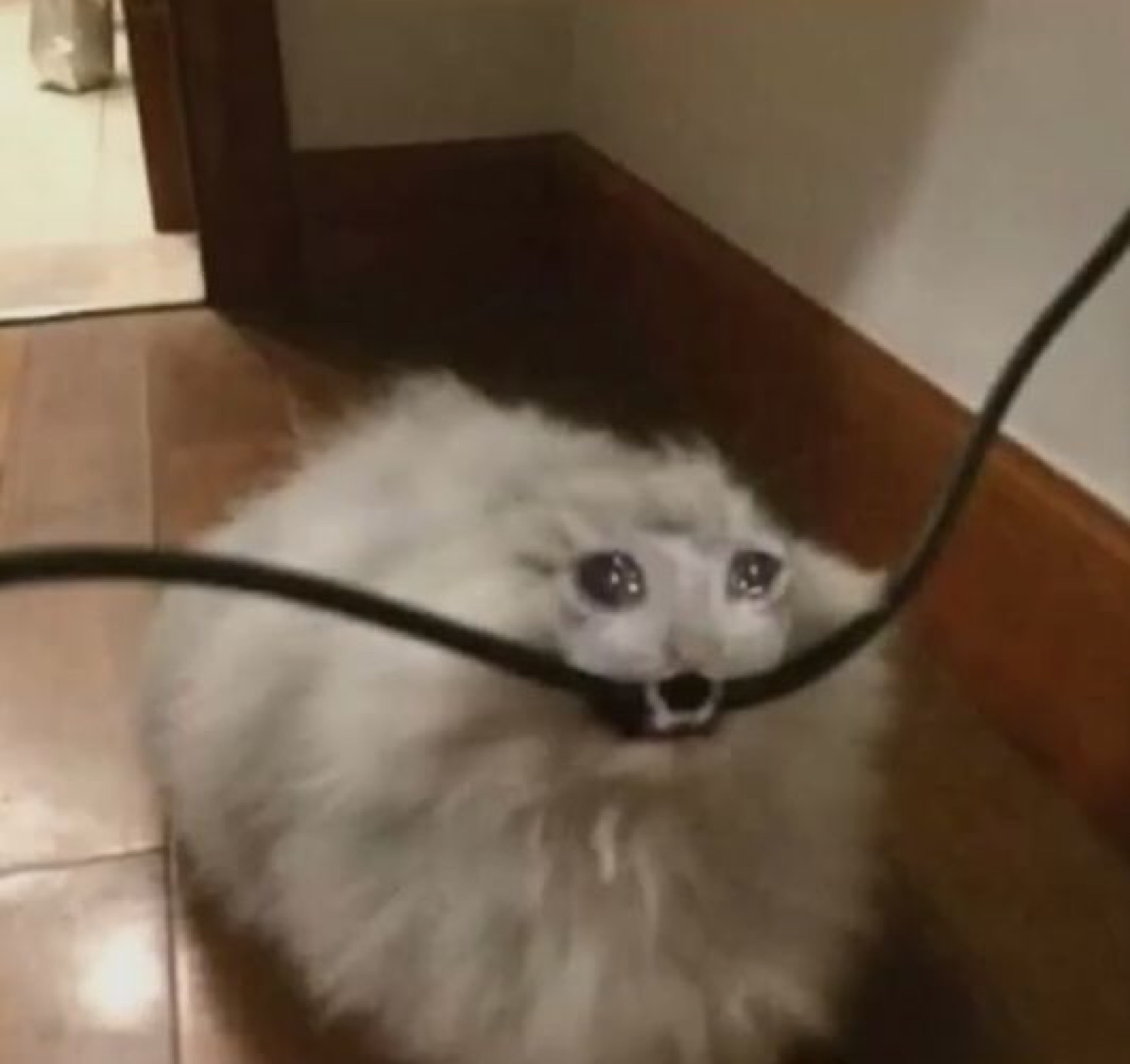 Fluffy white dog trapped behind a wire, staring up with the most heartbreaking teary eyes