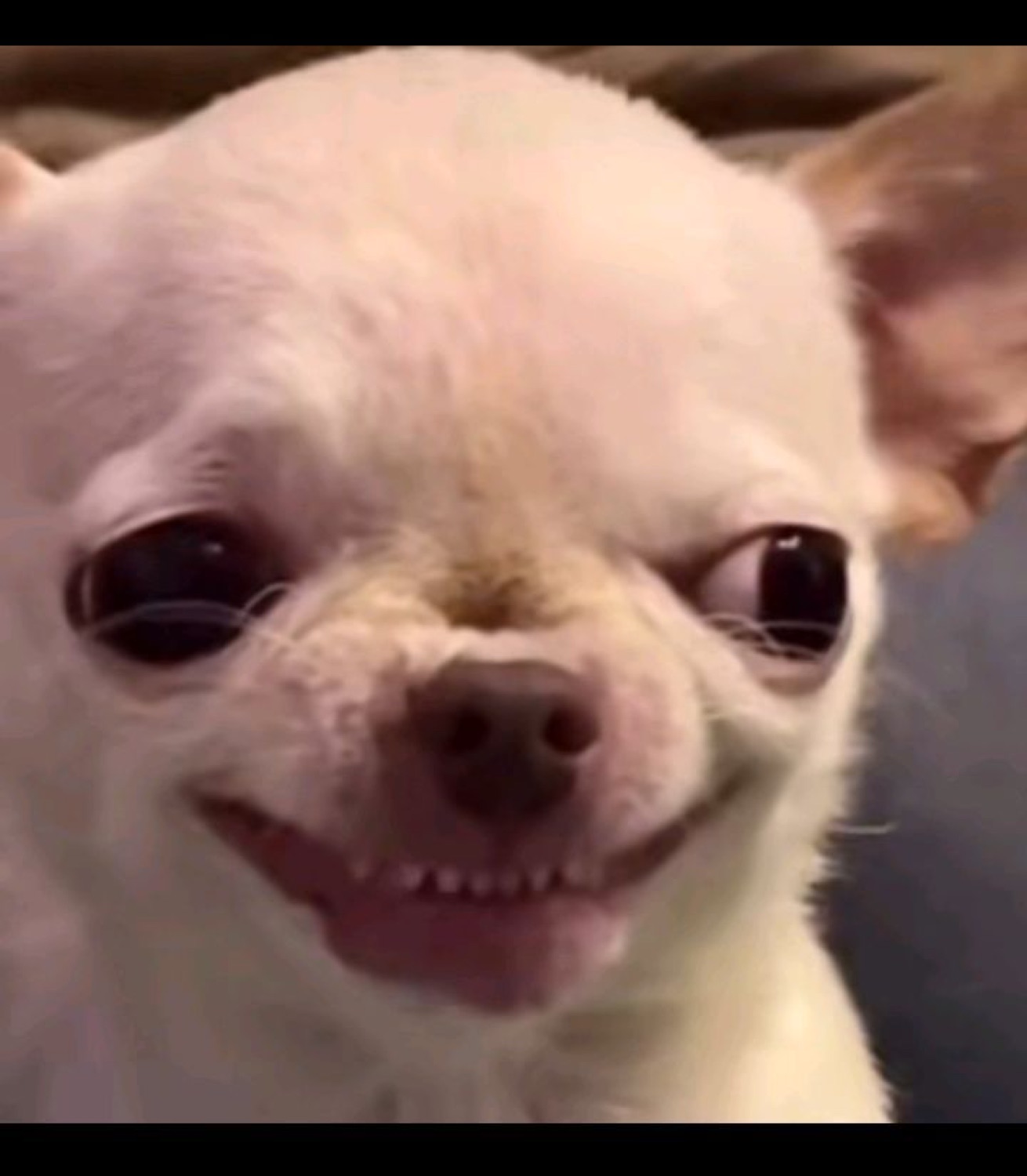 Chihuahua with a sly toothy smirk