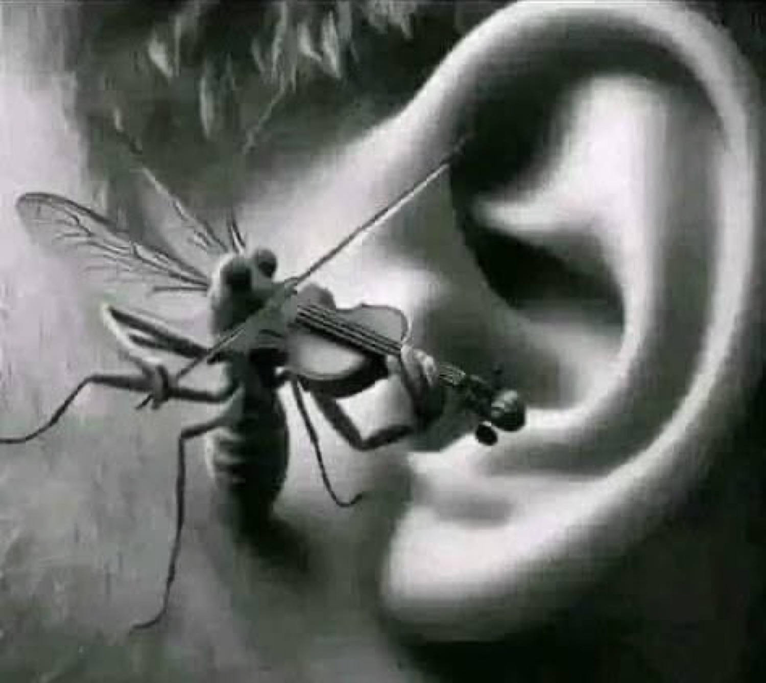 A mosquito playing a tiny violin next to a human ear, the world's smallest violin