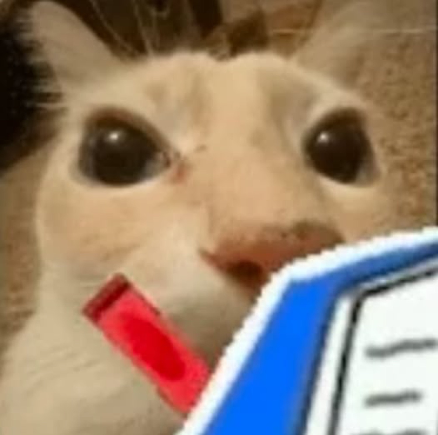 Cat with a highlighter in its mouth staring over a book