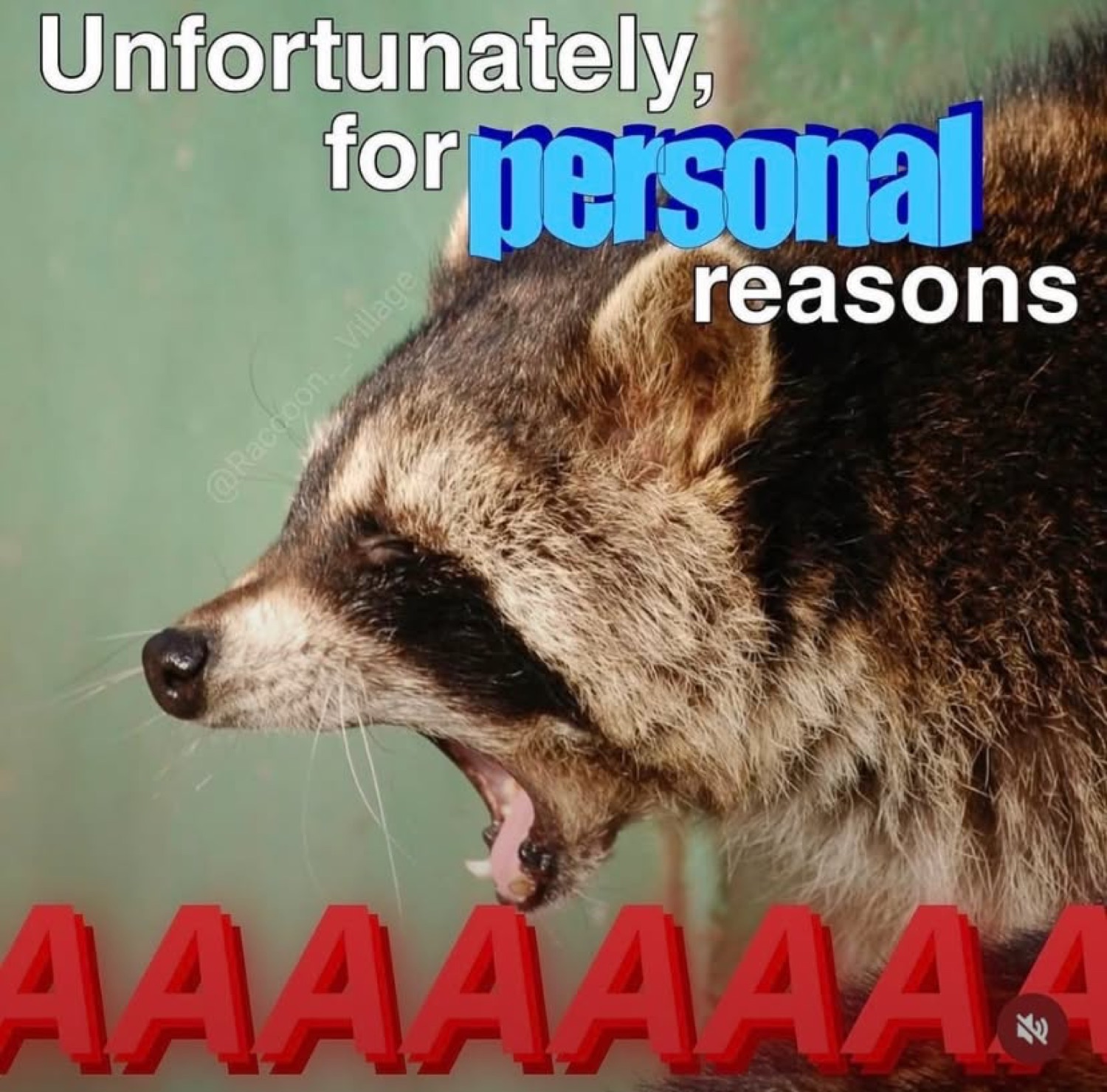 Raccoon screaming with its mouth wide open under 'Unfortunately, for personal reasons AAAAAAA'