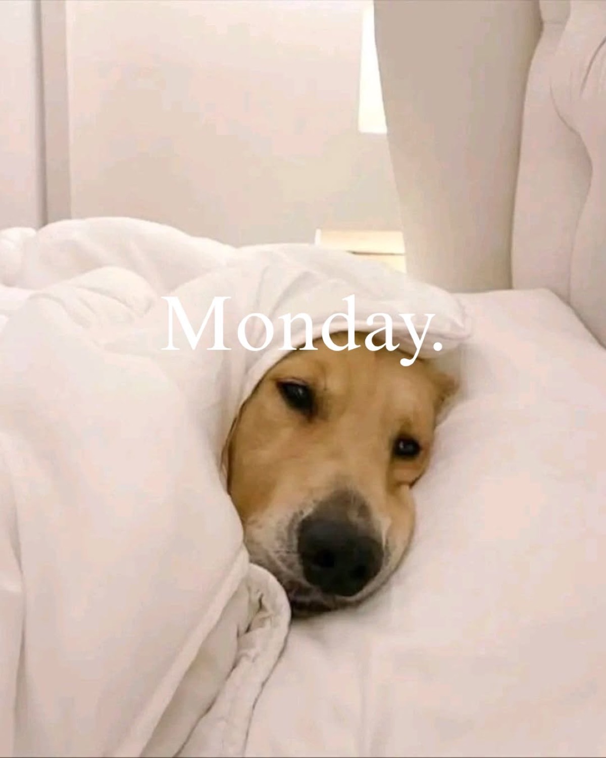 Dog buried in white blankets, captioned 'Monday.'