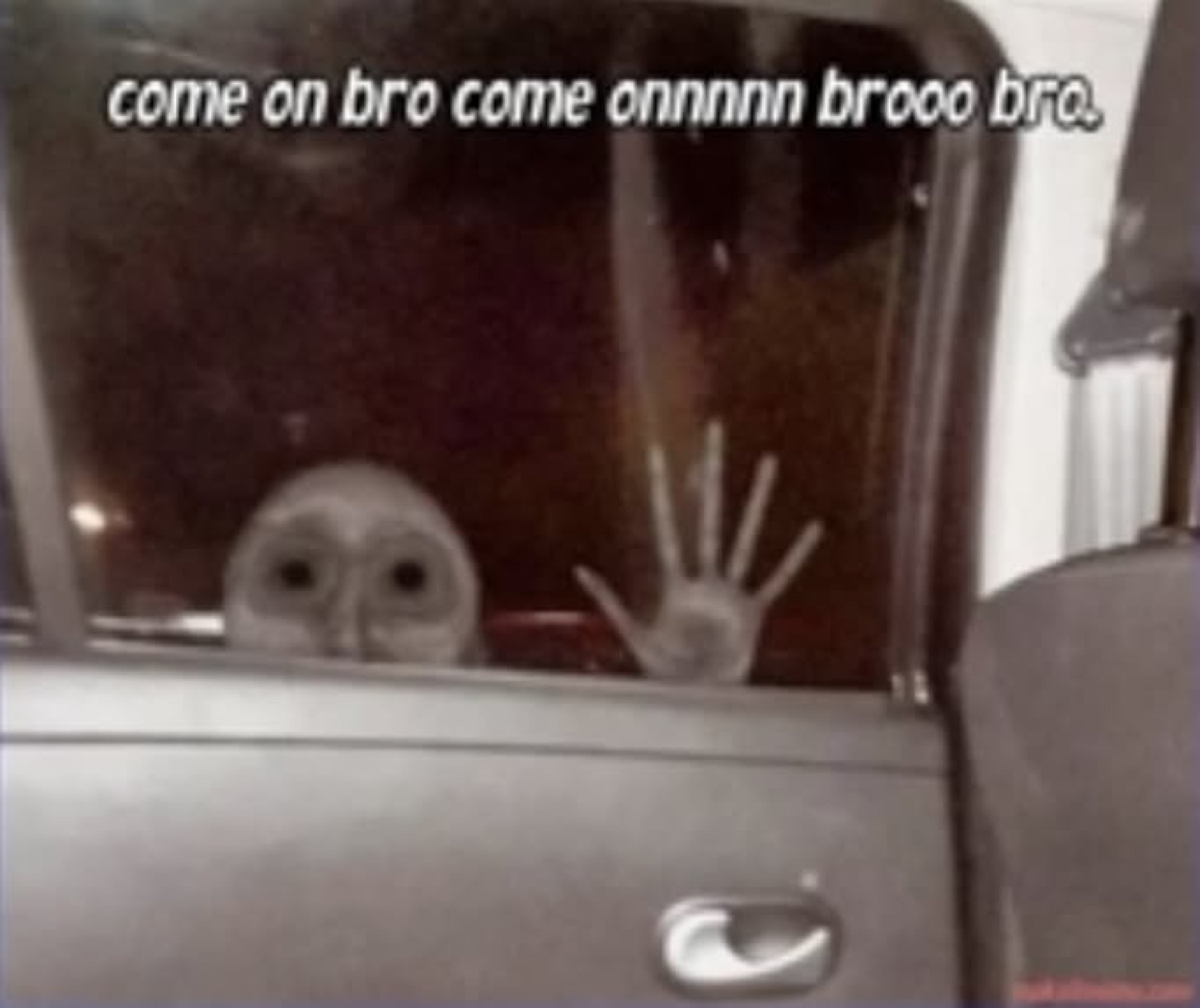 Owl peeking over a car window with a hand on the glass: 'come on bro come onnnnn brooo bro.'