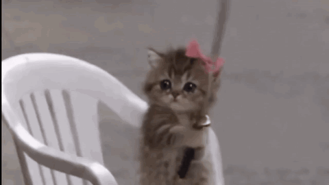 Kitten with a pink bow sitting on a chair holding a sword